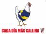 gallina