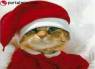 Feliz  navidad para todos