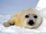 el mundo de las focas bebes