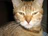 GEMA,LA GATA DE DERECHOUNC