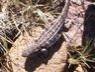 lagartija patagonica