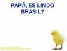 Pollito