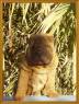 Ruco