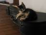 Postal Felina