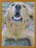 can,perro,golden