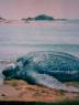 tortuga canaa