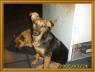 mis perras