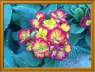 Primaveras