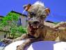 perro