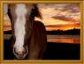 Potro con puesta de sol