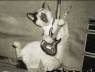 gato,guitarra,viola,blanco,manchado,slash