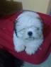 PERRO