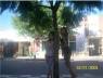 En el rbol