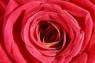 LA FLOR MAS BELLA LA ROSA ROJA