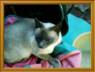 MI GATITA PETU