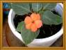 FLORCITA
