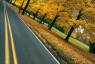 tree_naif