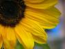 Flower_naif
