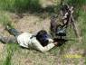 paintball12