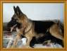 cachorros ovejeros aleman