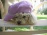 perrito