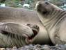 Elefantes marinos