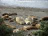 Elefantes marinos juveniles y lobos marinos en Punta Norte