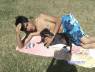 los perros tmbm toman el sol