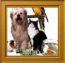 derechos de los animales