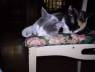 Mis gatitos