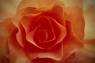 naranja,flor