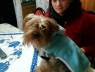 perro