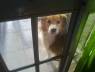 mi perro