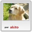 Bueno Foto Del Perro,Que Quiero Sniff Amo Los Labradores,Bueno Cya,Mel Te Re Amo Bombon