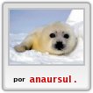 el mundo de las focas bebes