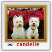 Dos adorables perritos