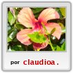flor abasto