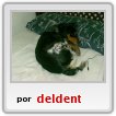 perro