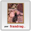 cardon