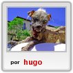 perro