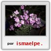mi flor de aleli