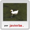 pato, agua, fotografia, javier barritta
