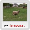 bueno,ese ees mi corderito parase,que estaba asustado espero que no,que lindo q es jajaja
