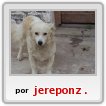 que lindo perro,cruza con cusco,jajaja
