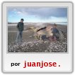 RESTOS,DE,BALLENA,VARADA,EN,PUERTO,SAN ANTONIO ESTE