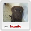 ii aca mi perro loquito