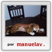 Guepardo