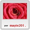 LA FLOR MAS BELLA LA ROSA ROJA