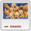 los cachoritos,lindos