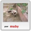 aqui estoy miauuu grrr